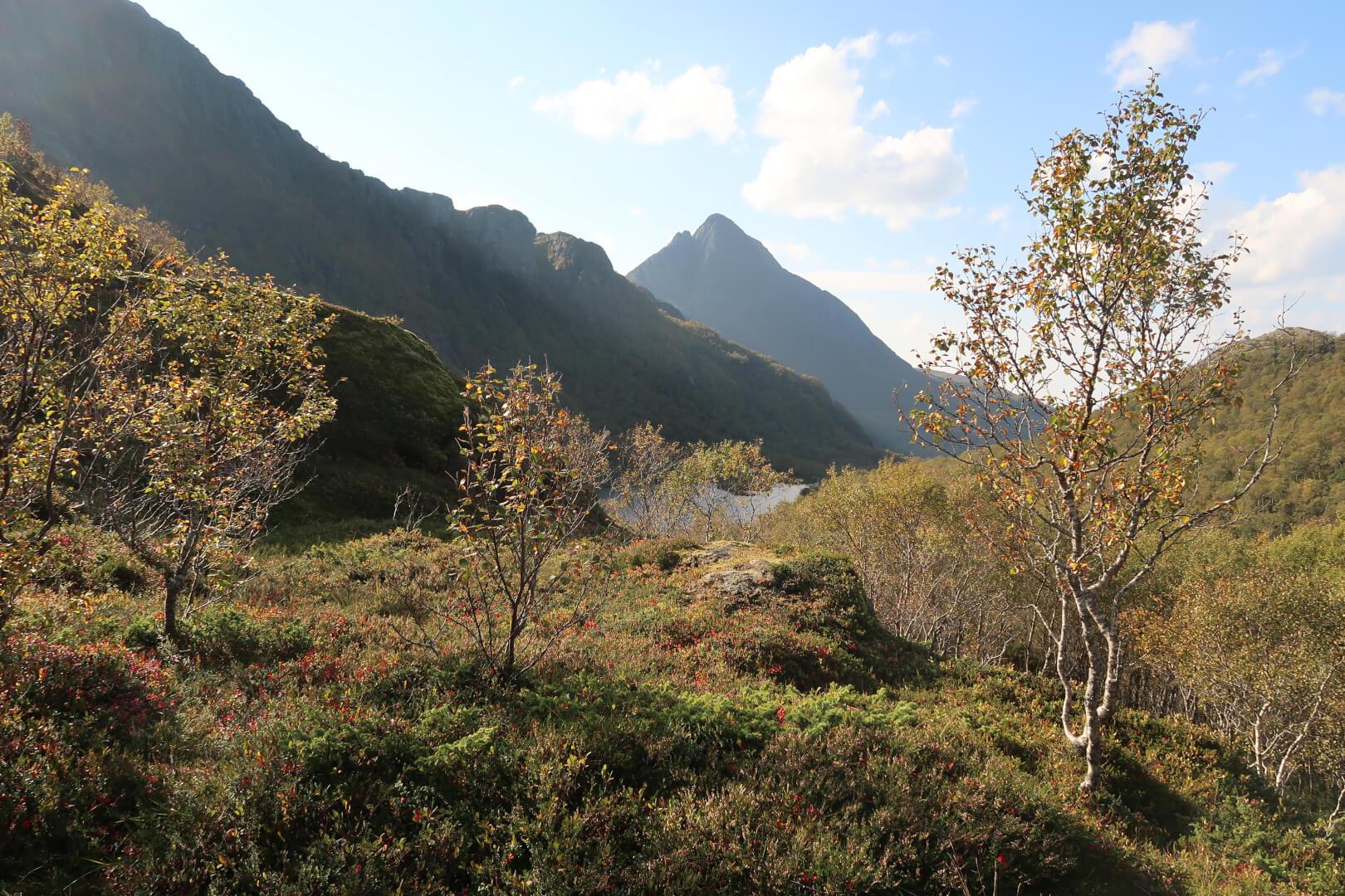 View of Litjvasskjølen